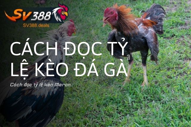 Cách Đọc Tỷ Lệ Kèo Đá Gà: Hướng Dẫn Chi Tiết Từ A đến Z Cách đọc tỷ lệ kèo Meron