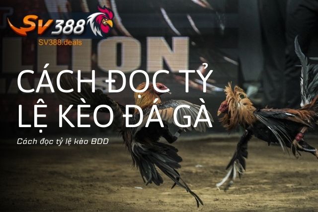 Cách Đọc Tỷ Lệ Kèo Đá Gà: Hướng Dẫn Chi Tiết Từ A đến Z Cách đọc tỷ lệ kèo BDD