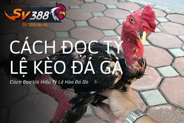 Cách Đọc Tỷ Lệ Kèo Đá Gà: Hướng Dẫn Chi Tiết Từ A đến Z Cách Đọc Và Hiểu Tỷ Lệ Kèo Đá Gà